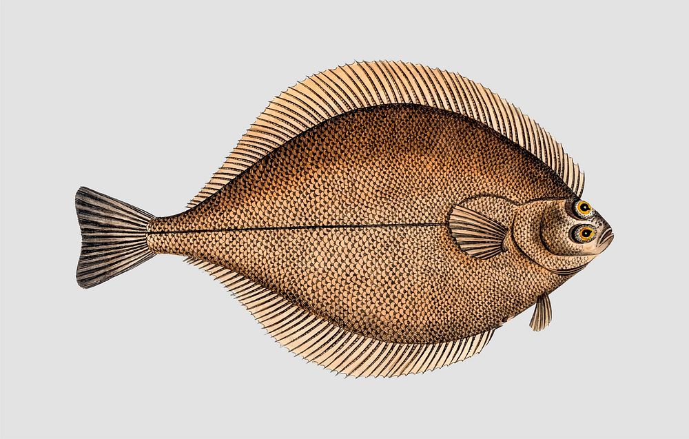 Vintage Dab fish vector