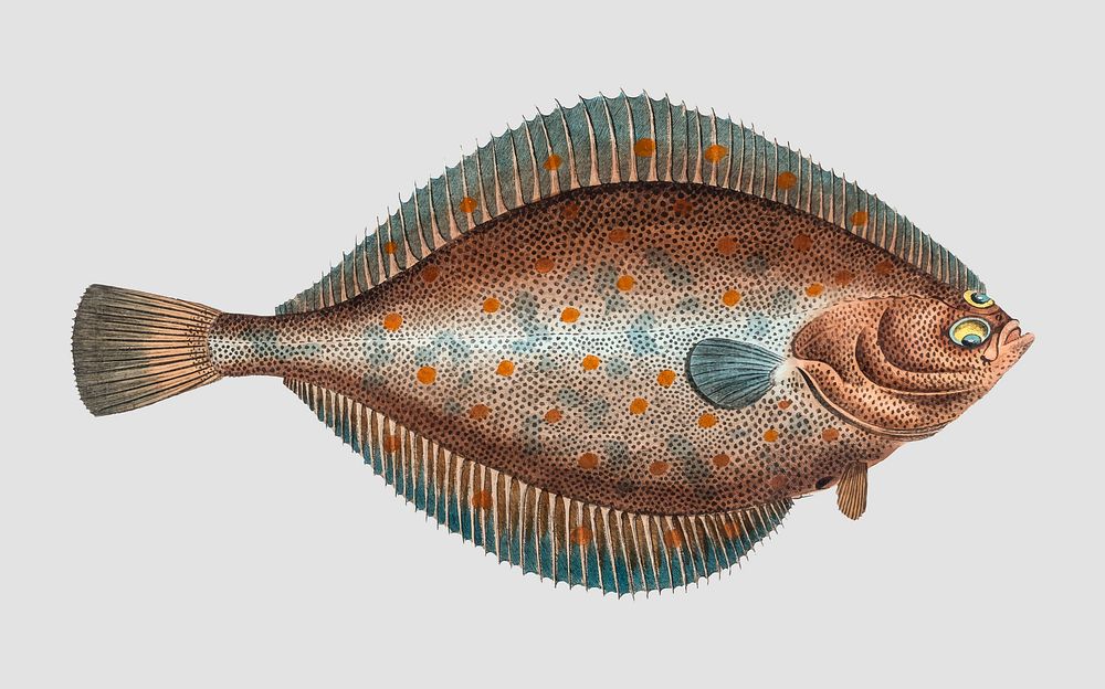 Vintage Plaise fish vector