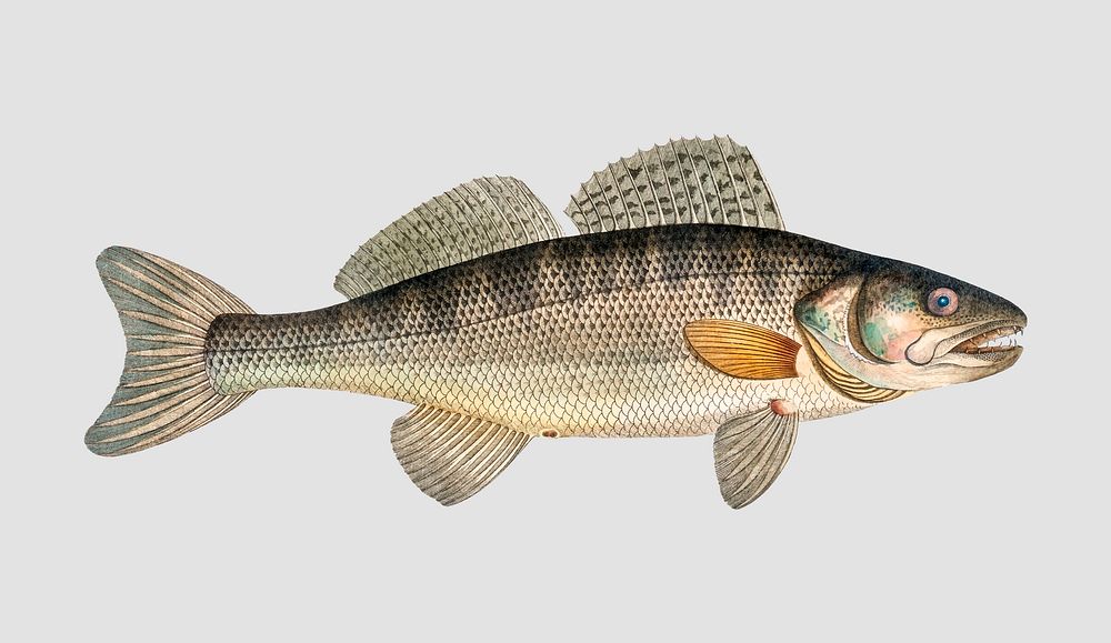 Vintage Picke-Perch fish vector
