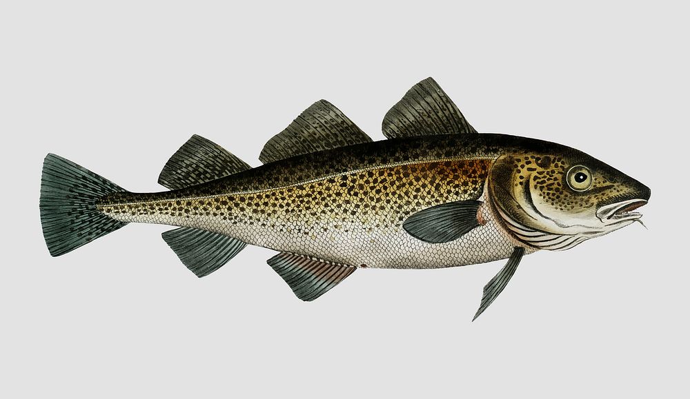 Vintage Cod fish vector