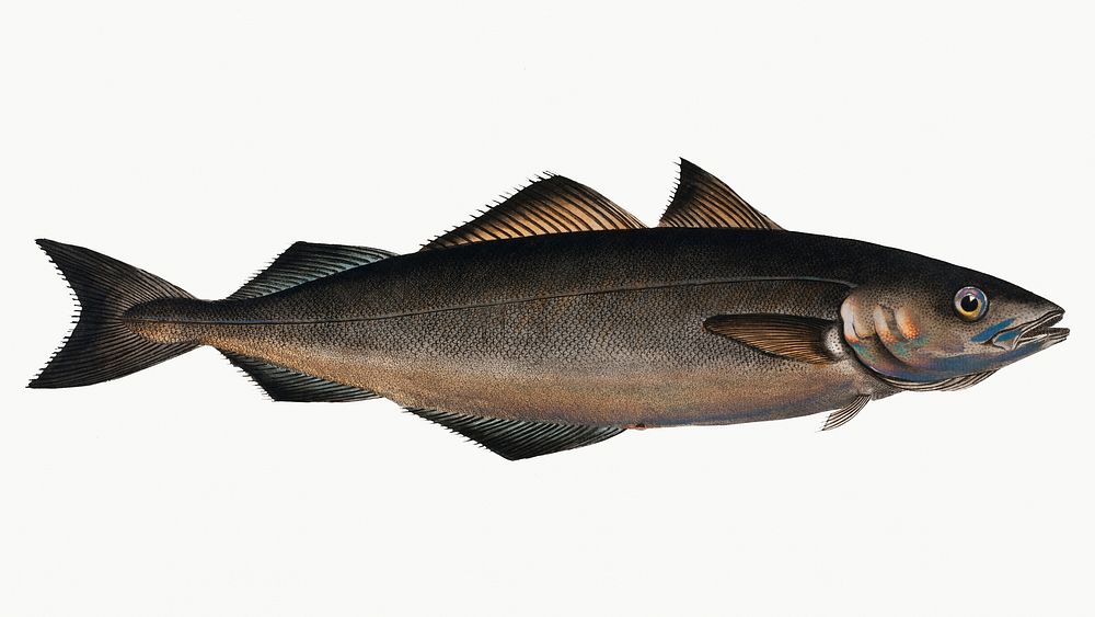 Vintage illustration of Coal Fish (Gadus Carbonarius)
