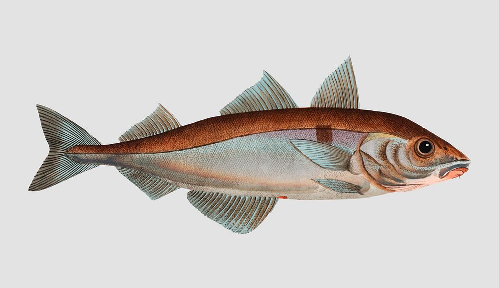 Vintage Hadock fish vector