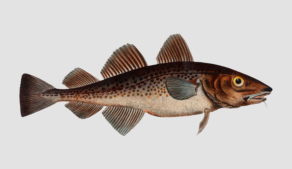 Vintage Dorsh fish vector