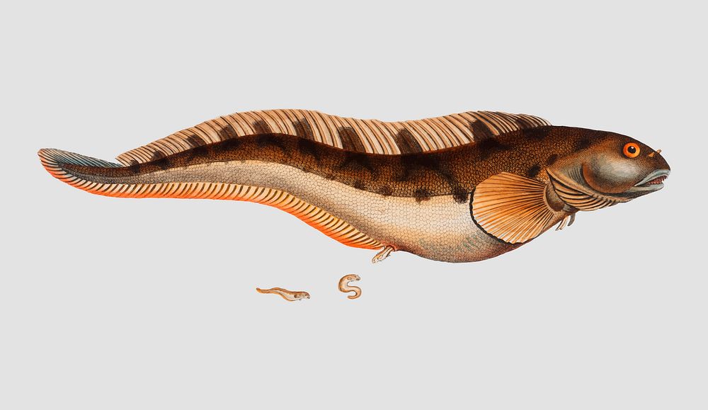 Vintage Viviparous Blenny fish vector