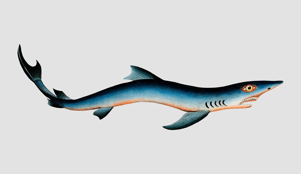 Vintage Blue Shark vector