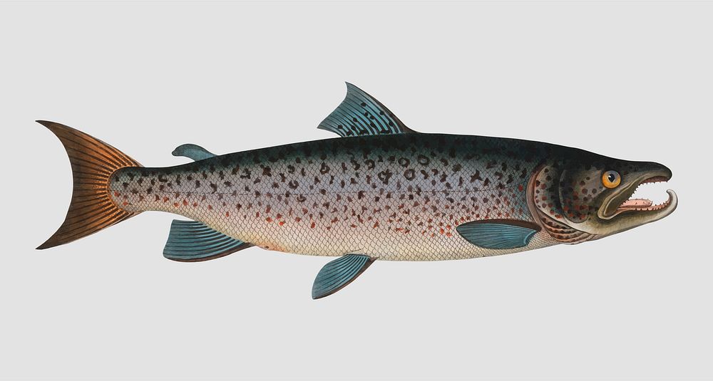 Vintage Male-Salmon  fish vector