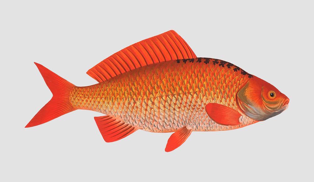 Vintage Gold-Fish vector