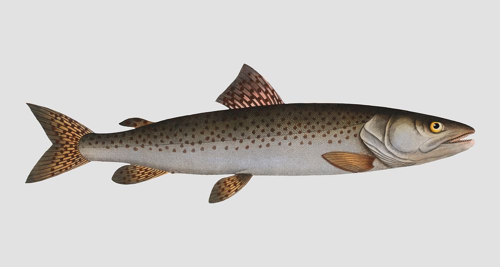 Vintage River-Salmon fish vector
