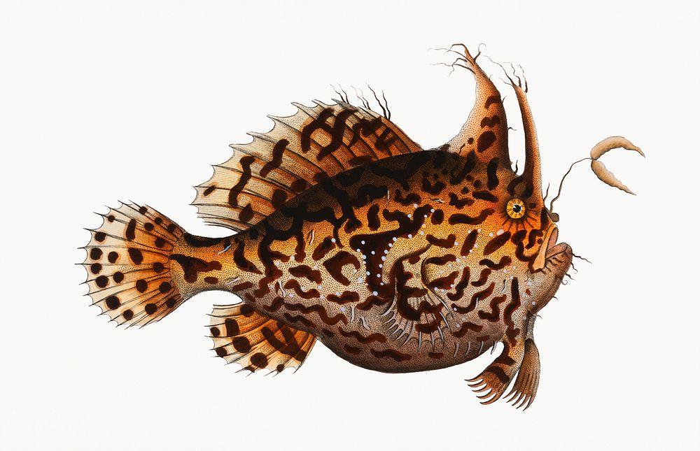Vintage illustration of American Toad-Fish (Lophius Histrio)