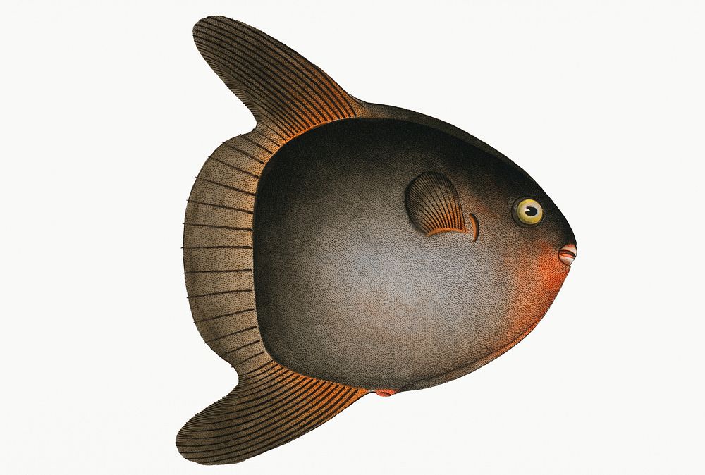 Vintage illustration of Sun-fish (Diodon Mola)