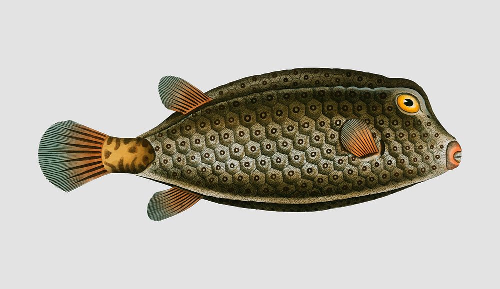 Vintage Square-Fish vector