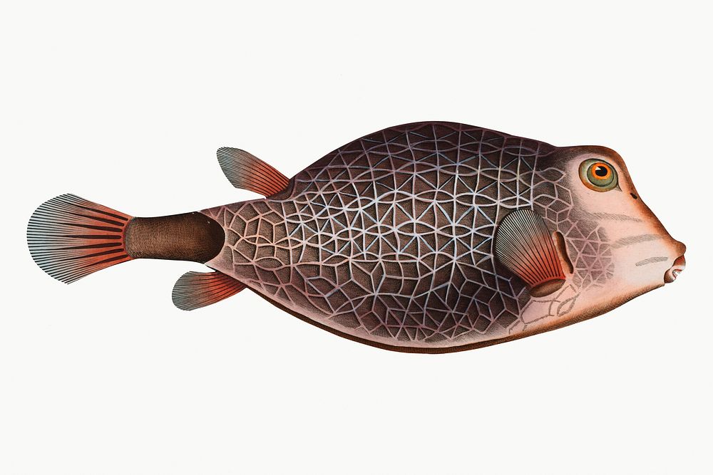 Vintage illustration of Knitted Trunk-Fish (Ostracion Concatenatus)