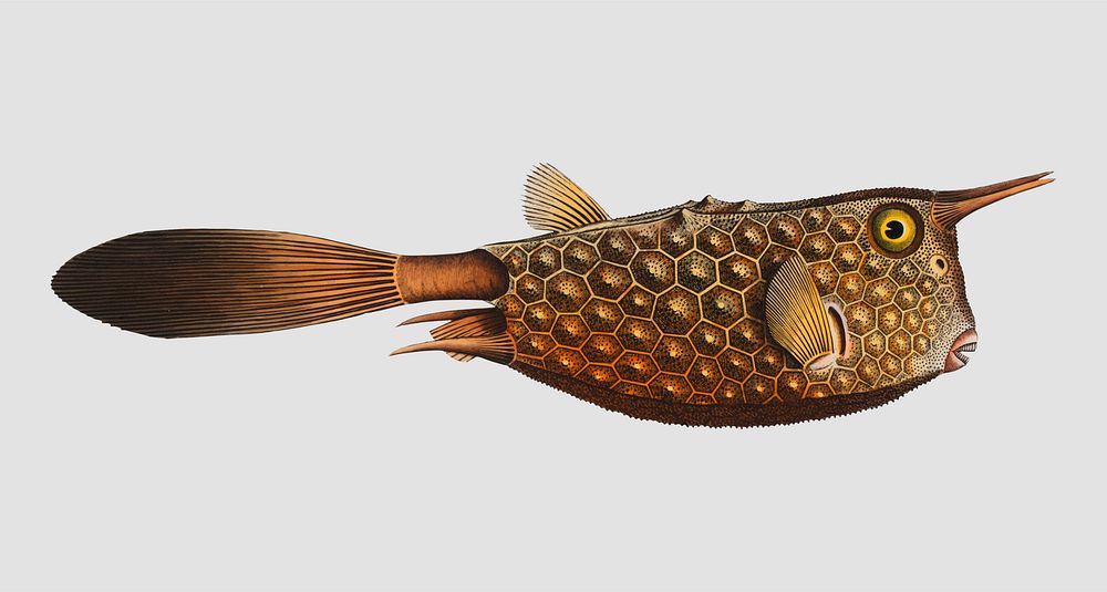 Vintage Horn-fish vector