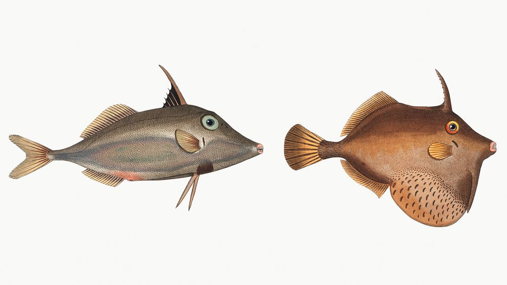 Vintage illustrations of Little Old-Wife (Balistes Tomentosus) and Short-nosed tripod fish (Balistes biaculeatus)