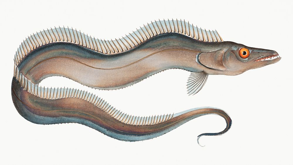 Vintage illustration of Sword-Fish (Trichiurus Lepturus)