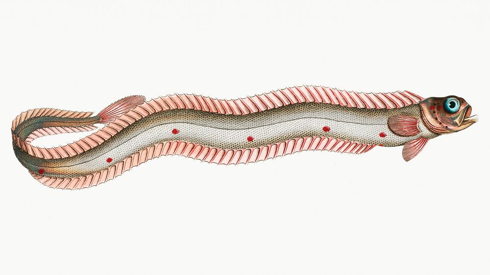 Vintage illustration of Band-Fish (Cepola T&aelig;nia)