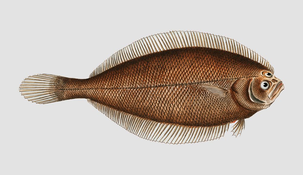 Vintage Pleuronectes limandoides fish vector