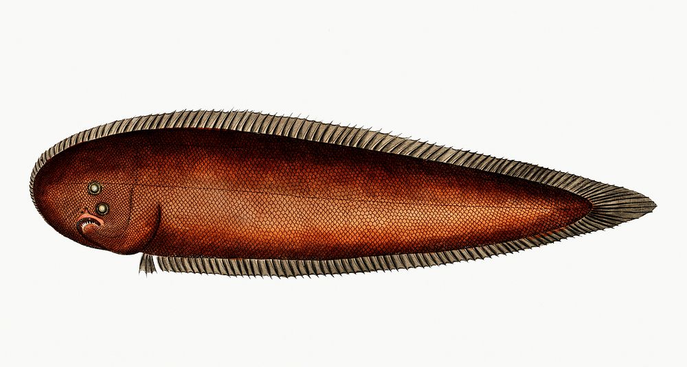 Vintage illustration of Pleuronectes bilineatus