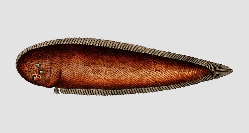 Vintage Pleuronectes bilineatus fish vector