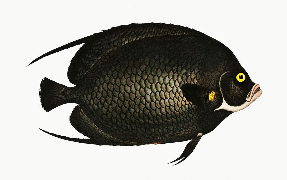 Vintage illustration of Variegated Angel-fish (Chaetodon Paru)