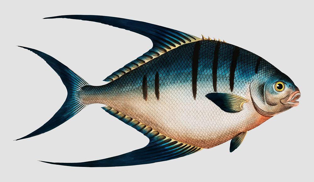Vintage Chaetodon glaucus fish vector