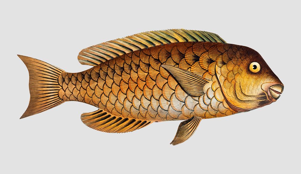 Vintage Grecian Parrot-fish vector