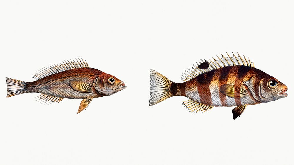 Vintage illustrations of Streaked Holocentre (Hoocentrus striatus) and Silver-Holocentre (Holocentrus Argentinus)