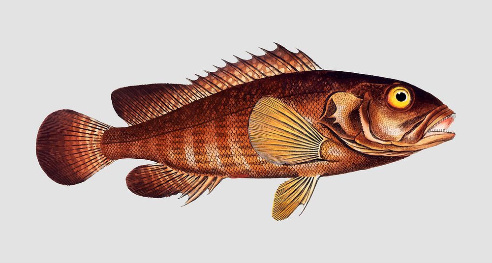 Vintage Ongoe fish vector