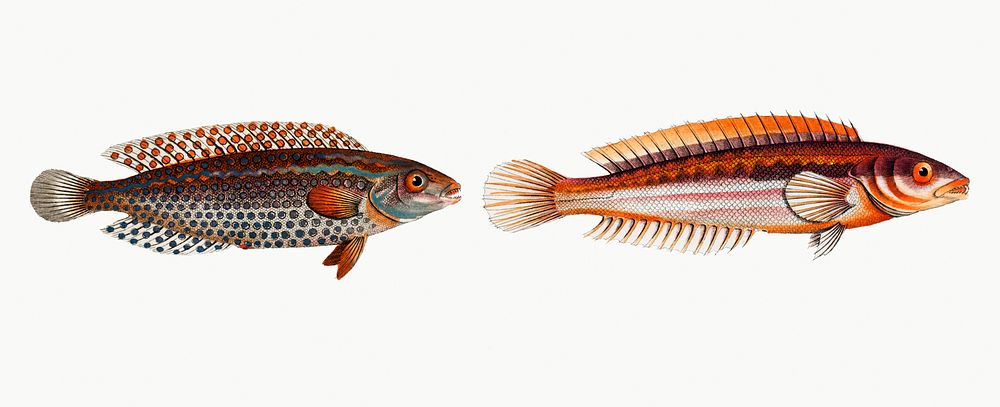 Vintage illustrations of Rainbow-fish (Labrus Julis) and Dropped Wrasse (Labrus Guttatus)