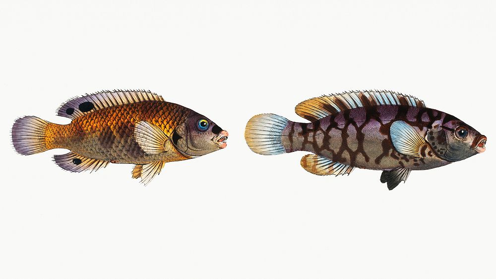 Vintage illustrations of Wainscotted Wrasse (Labrus tesselatus) and Five maculated Wrasse (Labrus quinquemaculatus)