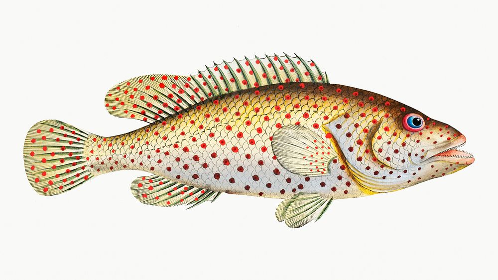 Vintage illustration of Dropped Perch (Perca maculata)