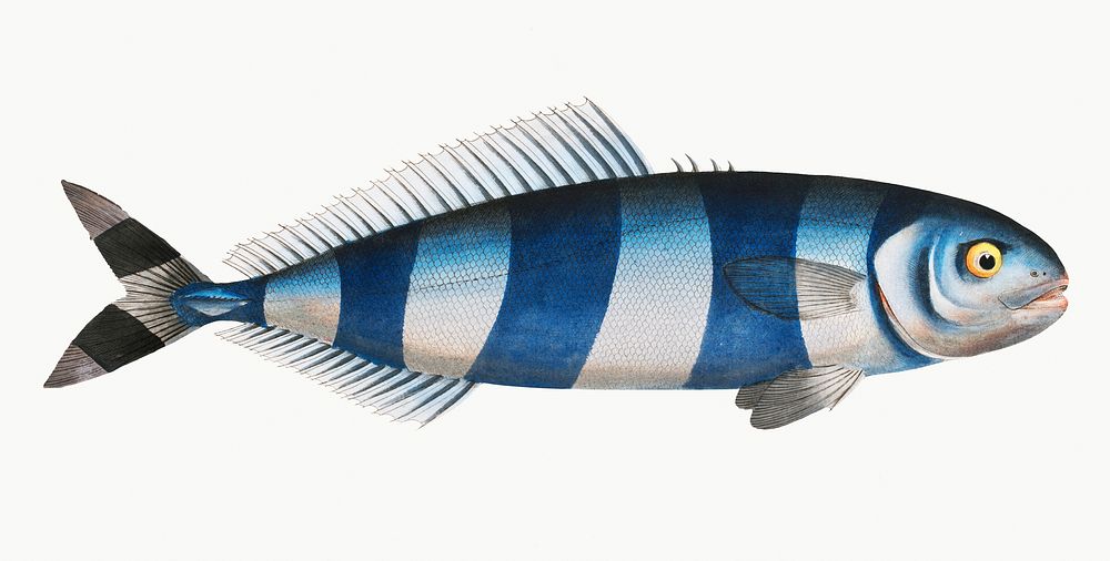 Vintage illustration of Pilote-Fish (Scomber Ductor)