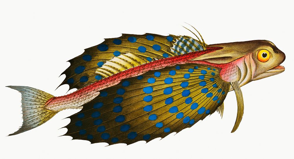 Vintage illustration of Flying-Fish (Trigla volitans)