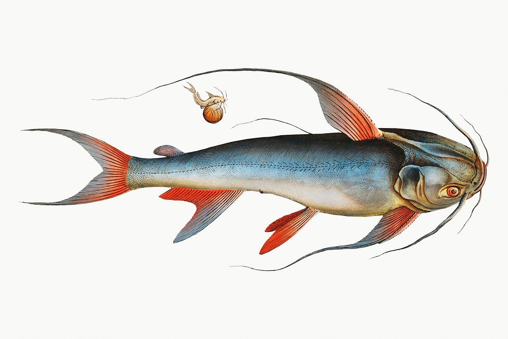 Vintage illustration of Saltwater Katfish (Silurus Bagre)