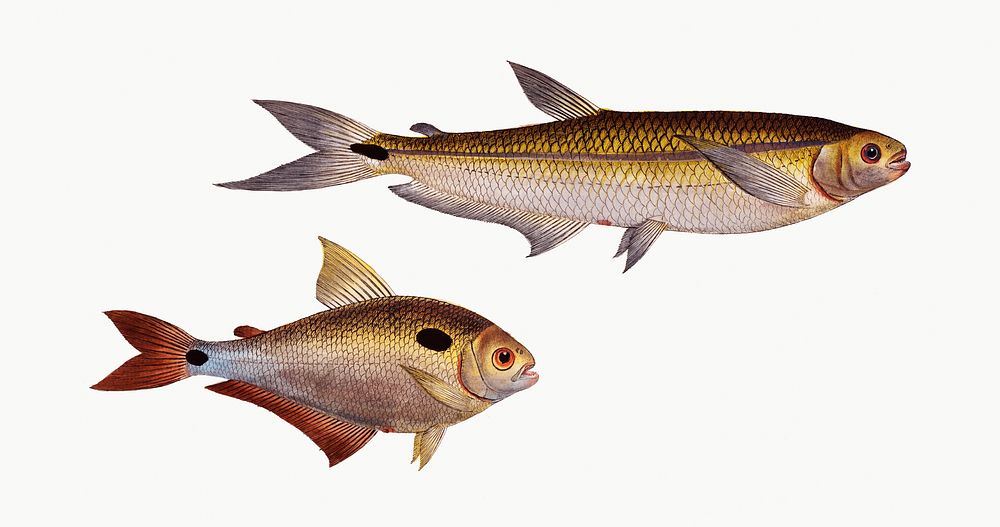 Vintage illustrations of Piabuco (Salmo argentinus) and Bimaculated Salmon (Salmo bimaculatus)