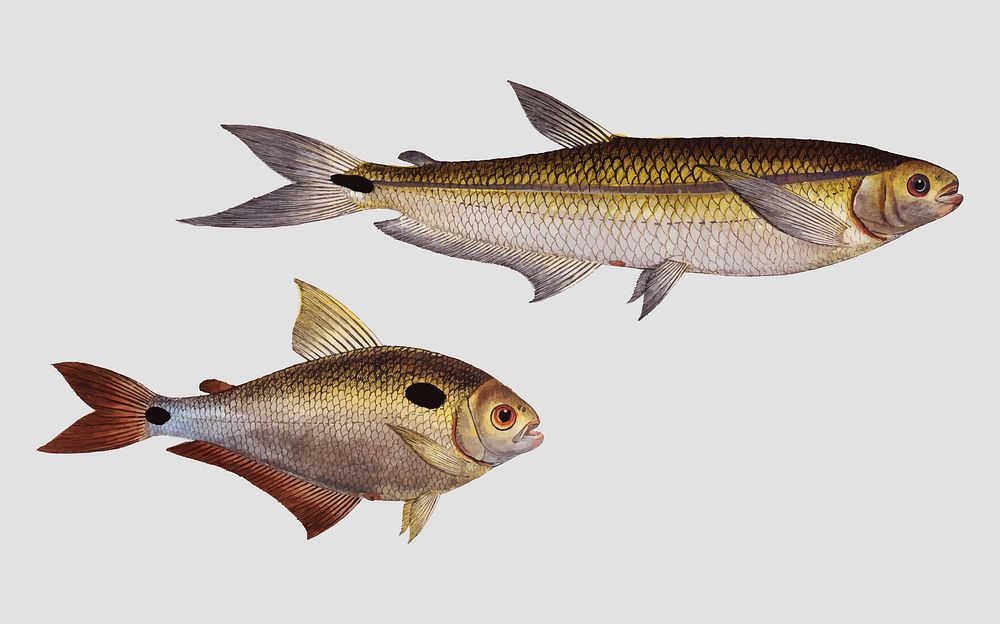 Vintage Piabuco and Bimaculated Salmon fish vector