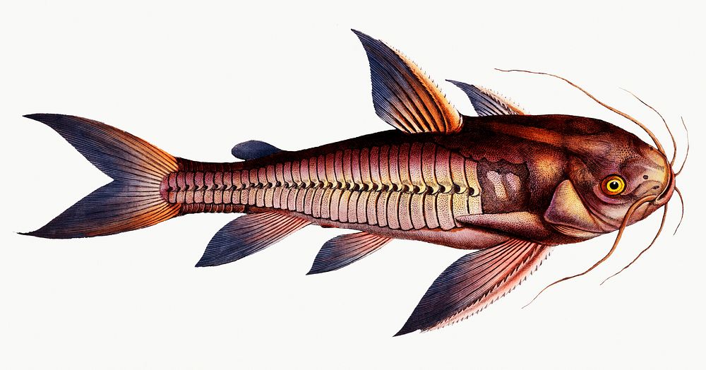 Vintage illustration of Rib-fish (Cataphractus costatus)