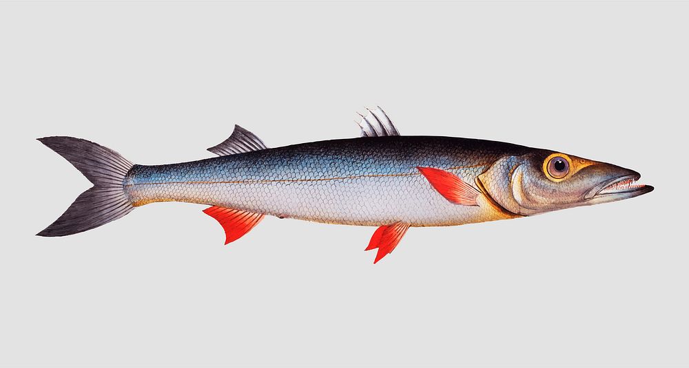 Vintage Sea-Pike fish vector