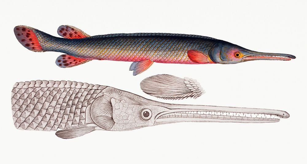 Vintage illustration of Gar-Fish (Esox osseus)