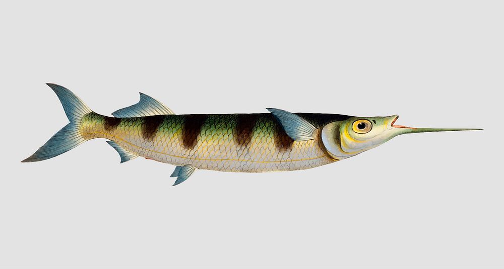 Vintage Under-Sword-Fish vector