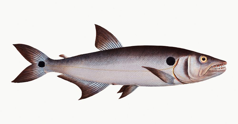 Vintage illustration of Sickle-Salmon (Salmo falcatus)