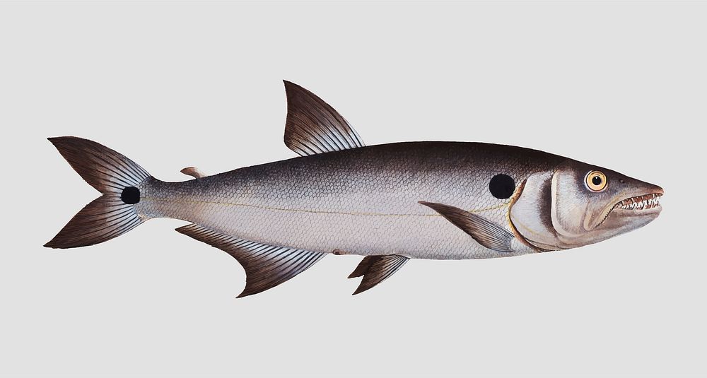 Vintage Sickle-Salmon fish vector