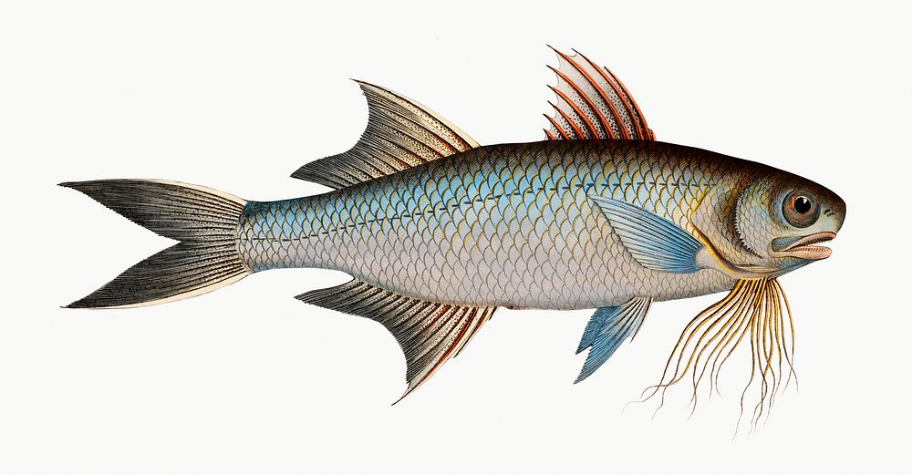 Vintage illustration of Fish of Paradise (Polynemus paradiseus)