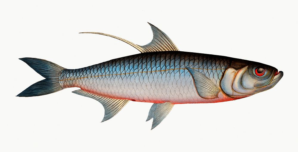 Vintage illustration of Deep-water Fish (Clupea cyprinoides)