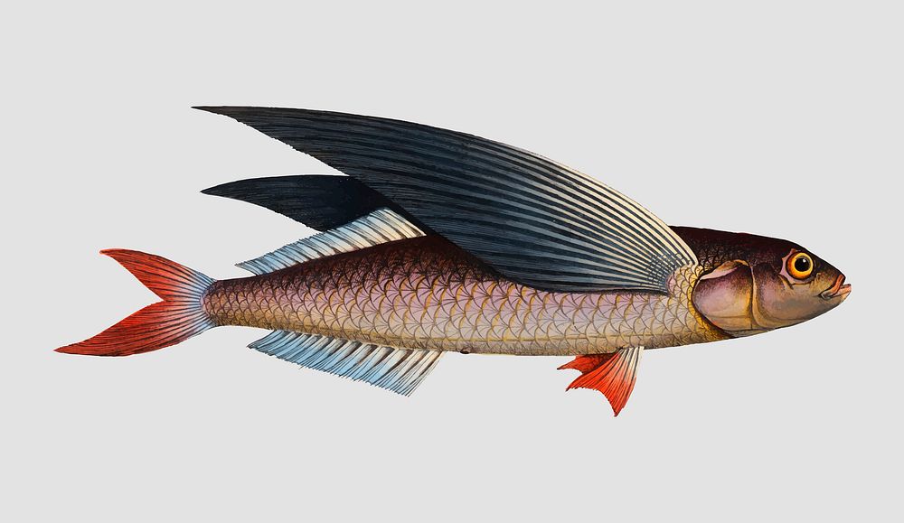 Vintage Flying-Fish vector