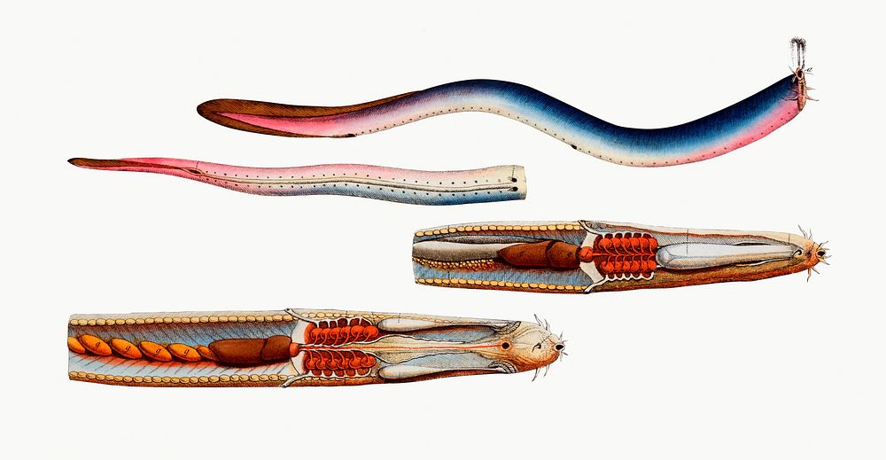 Vintage illustration of Blind-Fish (Gastrobranchus coecus)