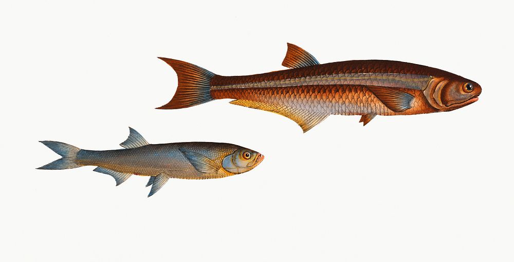 Vintage illustrations of  Silver-striped Herring (Clupea atherinoides) and Herring-Carp (Cyprinus clupeoides)
