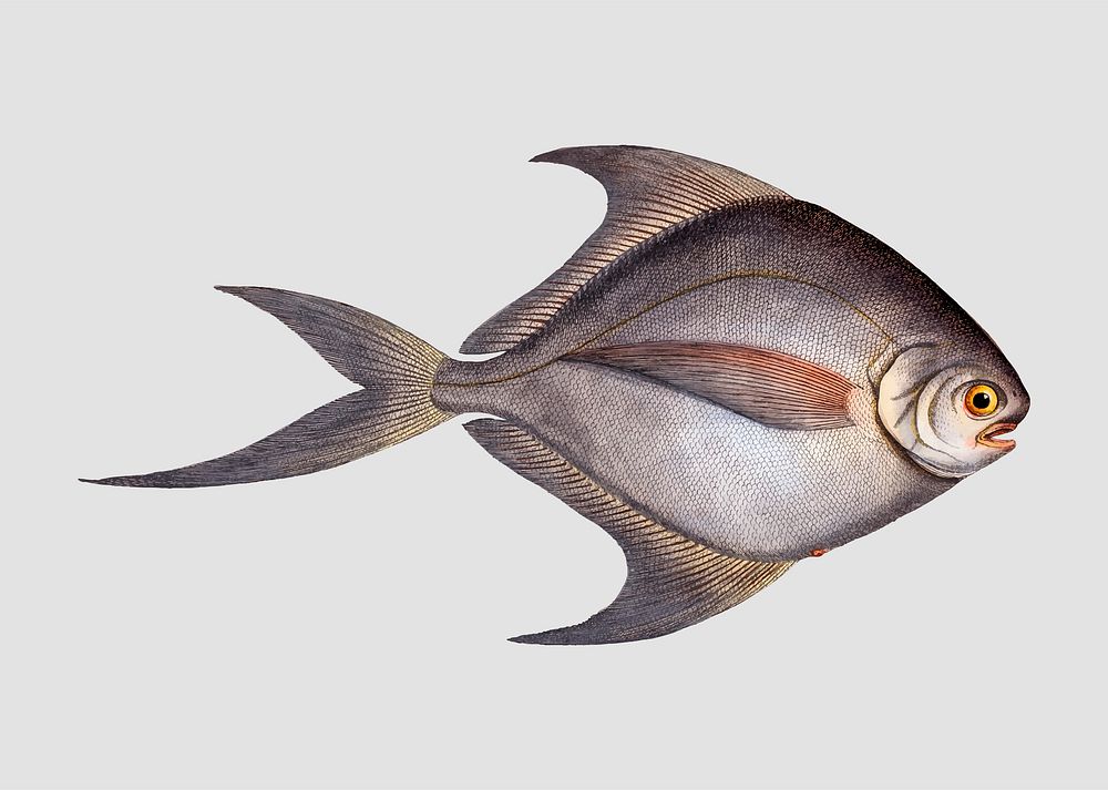 Vintage Gray Stromate fish vector