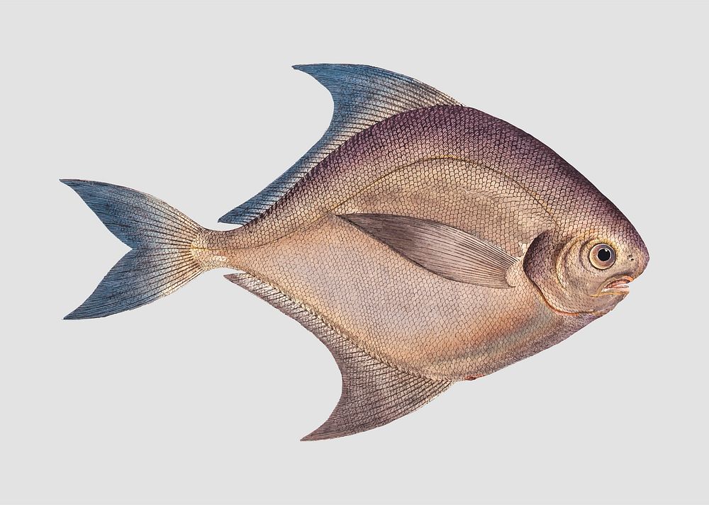 Vintage Silver-Pampel fish vector