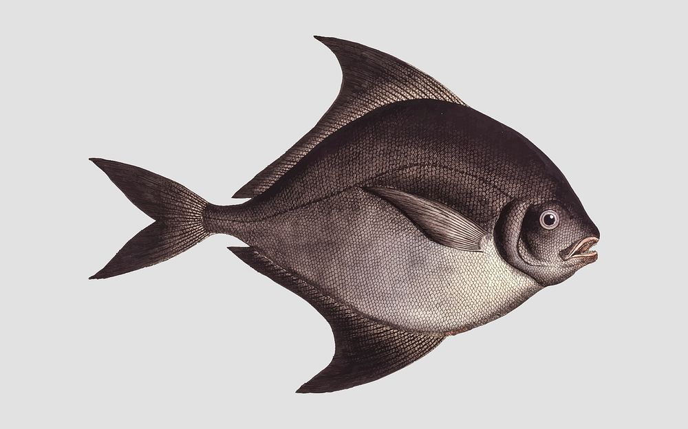 Vintage Black-Pampel fish vector
